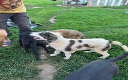 Mixed Breed dogs for adoption: ODIN, a superb young boy - for a Loving Home - Image 35