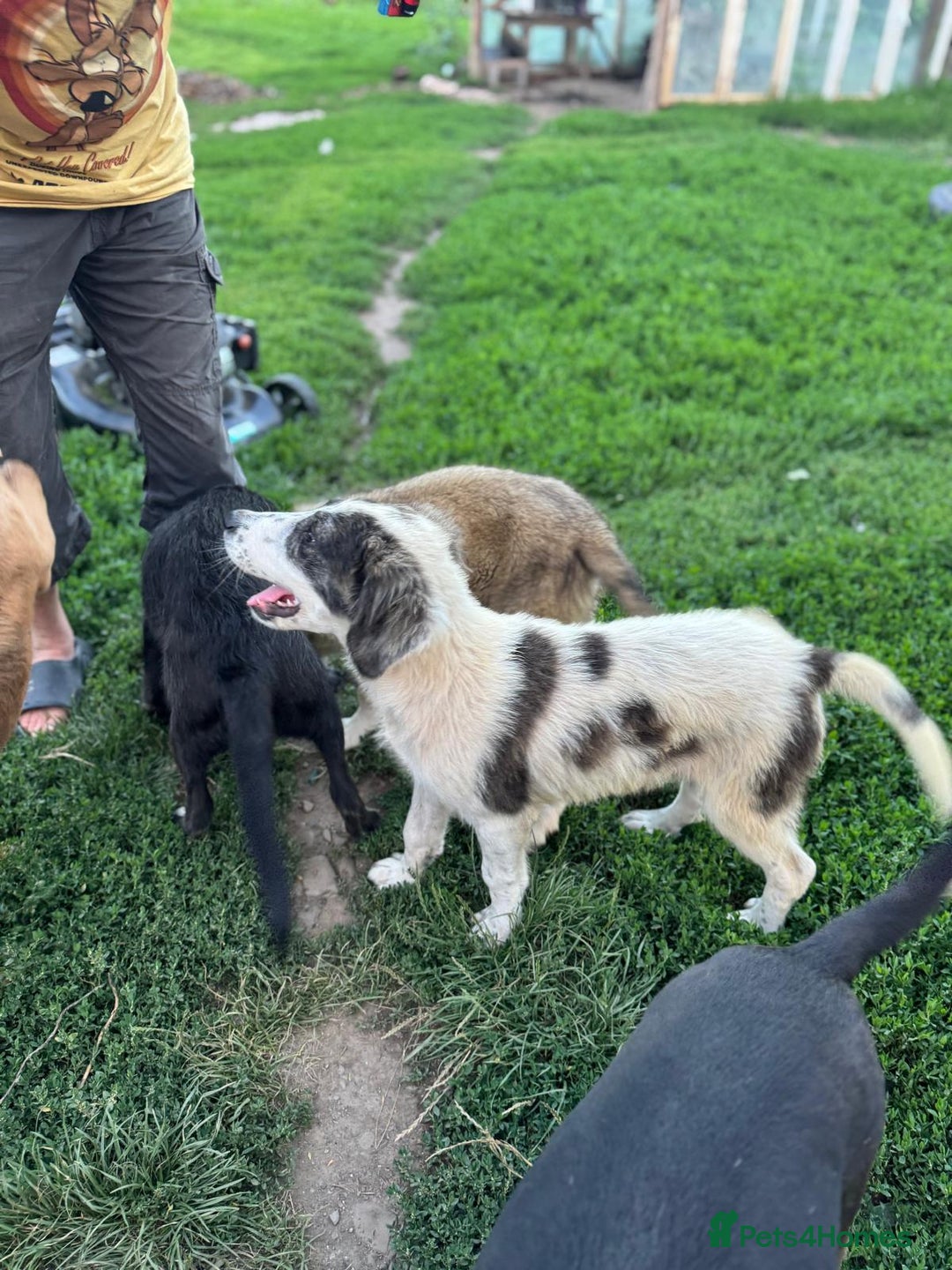 Mixed Breed dogs for adoption: ODIN, a superb young boy - for a Loving Home - Image 35