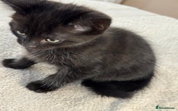 Ragdoll cats for sale: RAGDOLL MIX KITTENS FOR SALE - Image 8