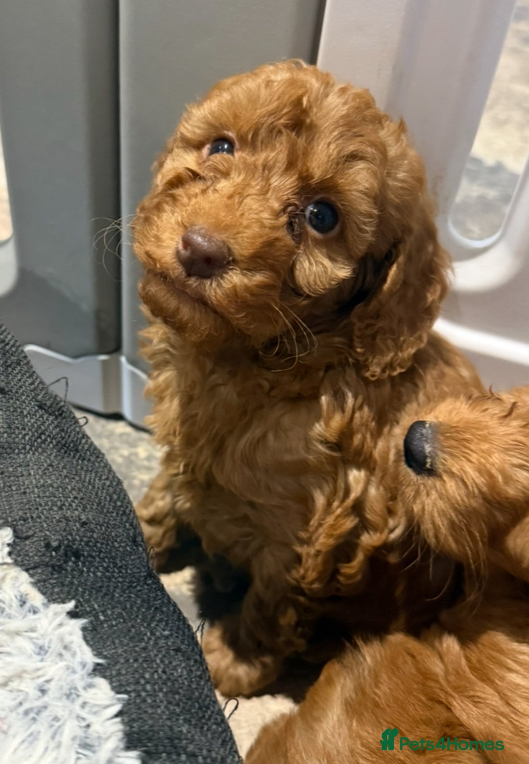 Cockapoo dogs for sale: MINI F1b COCKAPOO Puppies - Advert 21
