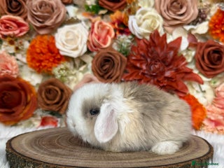 Mini Lop rabbits VACCINATED PUREBRED MINI LOP BUNNIES - Advert 12