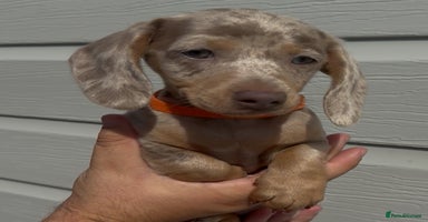 Miniature Dachshund dogs - Advert 4