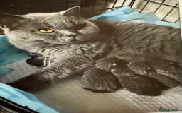 British Shorthair cats for sale: GCCF REGISTERED BLUE BRITISH FEMALE SHORTHAIR - Image 6