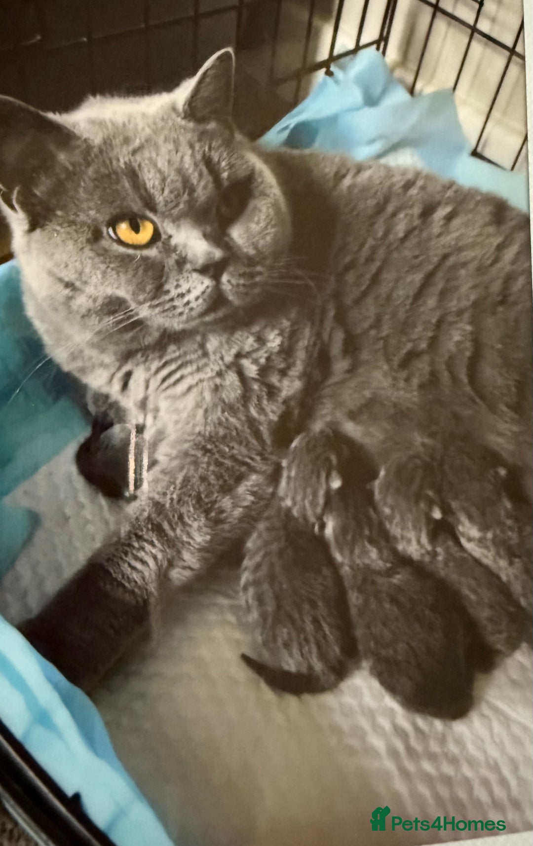 British Shorthair cats for sale: GCCF REGISTERED BLUE BRITISH FEMALE SHORTHAIR - Image 6