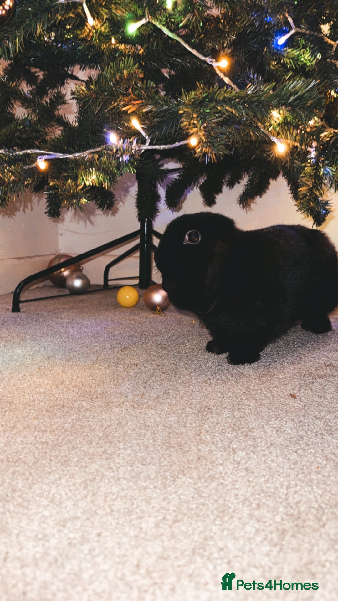 Mixed Breed rabbits for sale: Gilbert the rabbit  - Advert 3