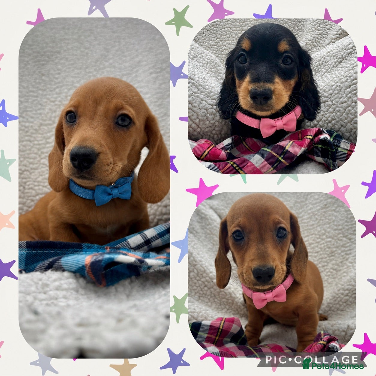Dachshund dogs BEAUTIFUL KC REG & PRA CLEAR MINI DACHSHUNDS🩷💙 - Advert 1