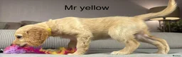 Goldendoodle dogs for sale: BEAUTIFUL HEALTHY CHUNKY PUPPIES  - Advert 7