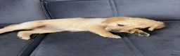 Golden Retriever dogs for sale: Golden Retriever puppies  in Derby - Advert 21