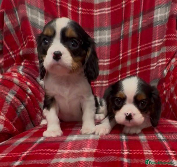 Cavalier King Charles Spaniel dogs 🌟 1st vaccine, vet checked & microchipped 🌟 - Advert 4