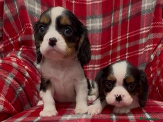 Cavalier King Charles Spaniel dogs 🌟 1st vaccine, vet checked & microchipped 🌟 - Advert 4