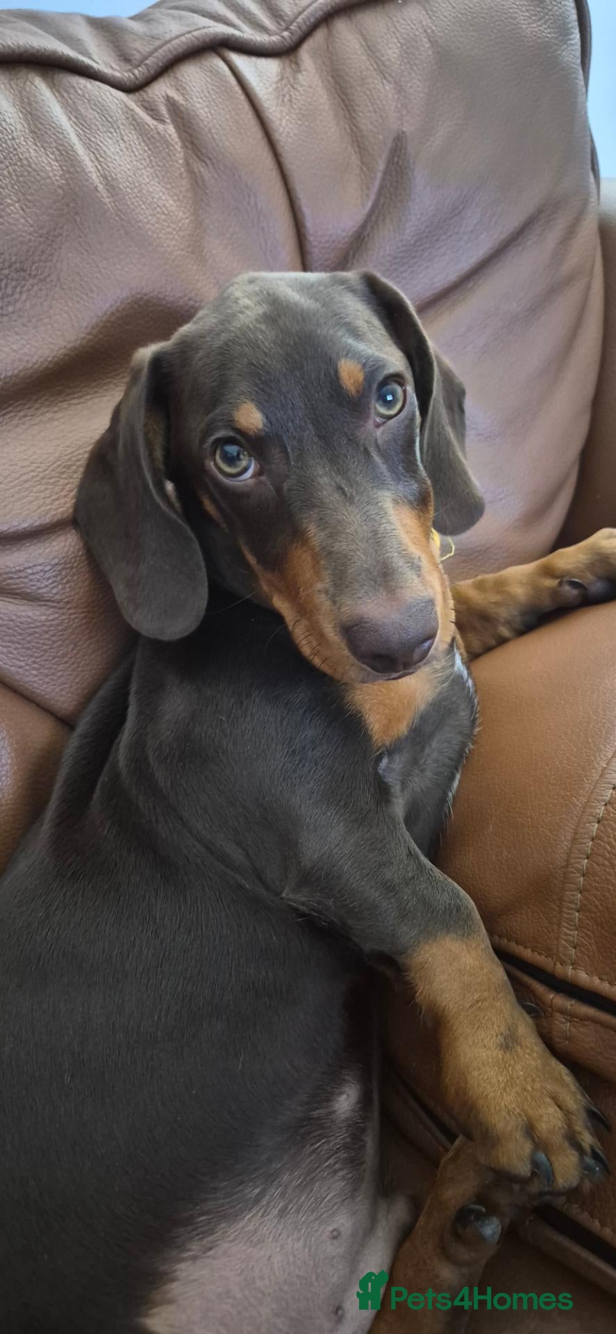Dachshund dogs Male Dashund  - Advert 2
