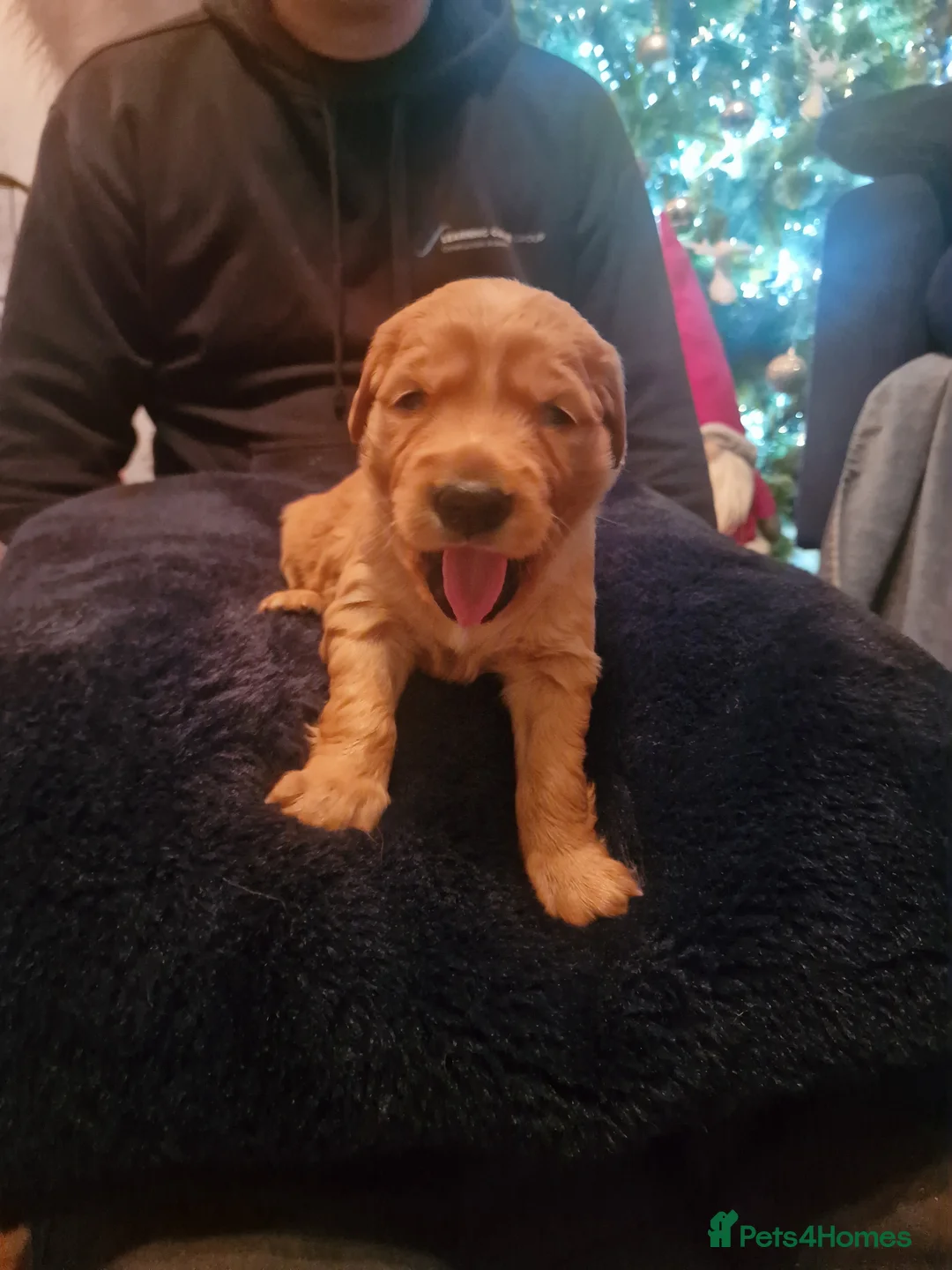 Golden Retriever dogs for sale: Beautiful KC-Registered Golden Retriever Puppies - Advert 35