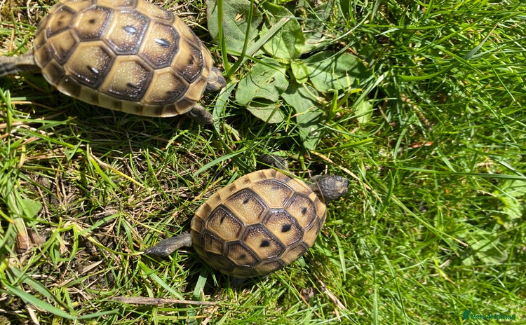 Tortoise reptiles - Advert 2