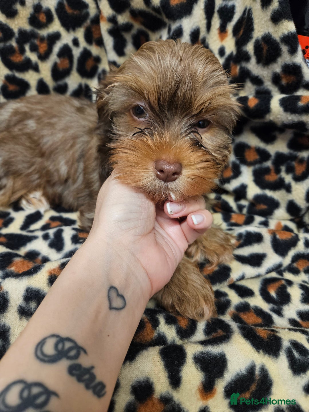 Yorkshire Terrier dogs for sale: 🧡 DNA tested parents 🤎 Chocolate Red boy  - Advert 12