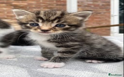 Mixed Breed cats for sale: Fluffy mixed tabby kittens  - Image 20