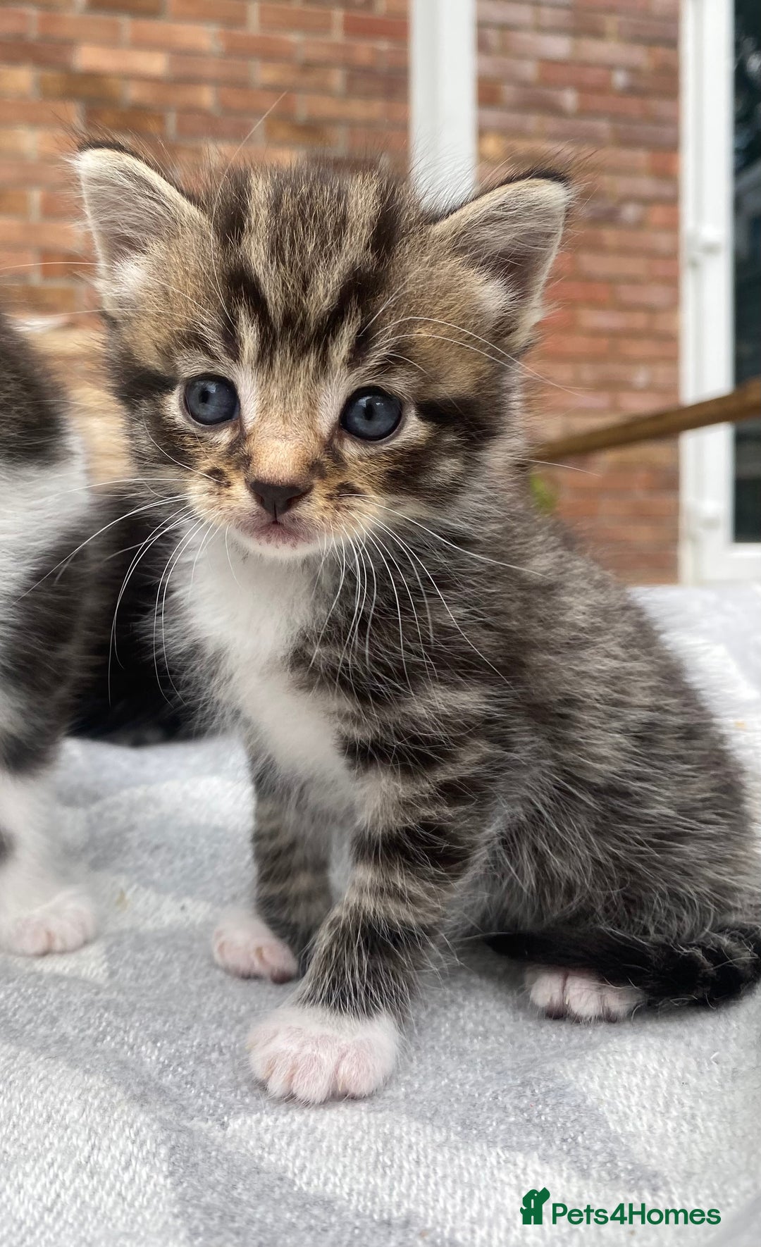 Mixed Breed cats for sale: Fluffy mixed tabby kittens  - Image 20