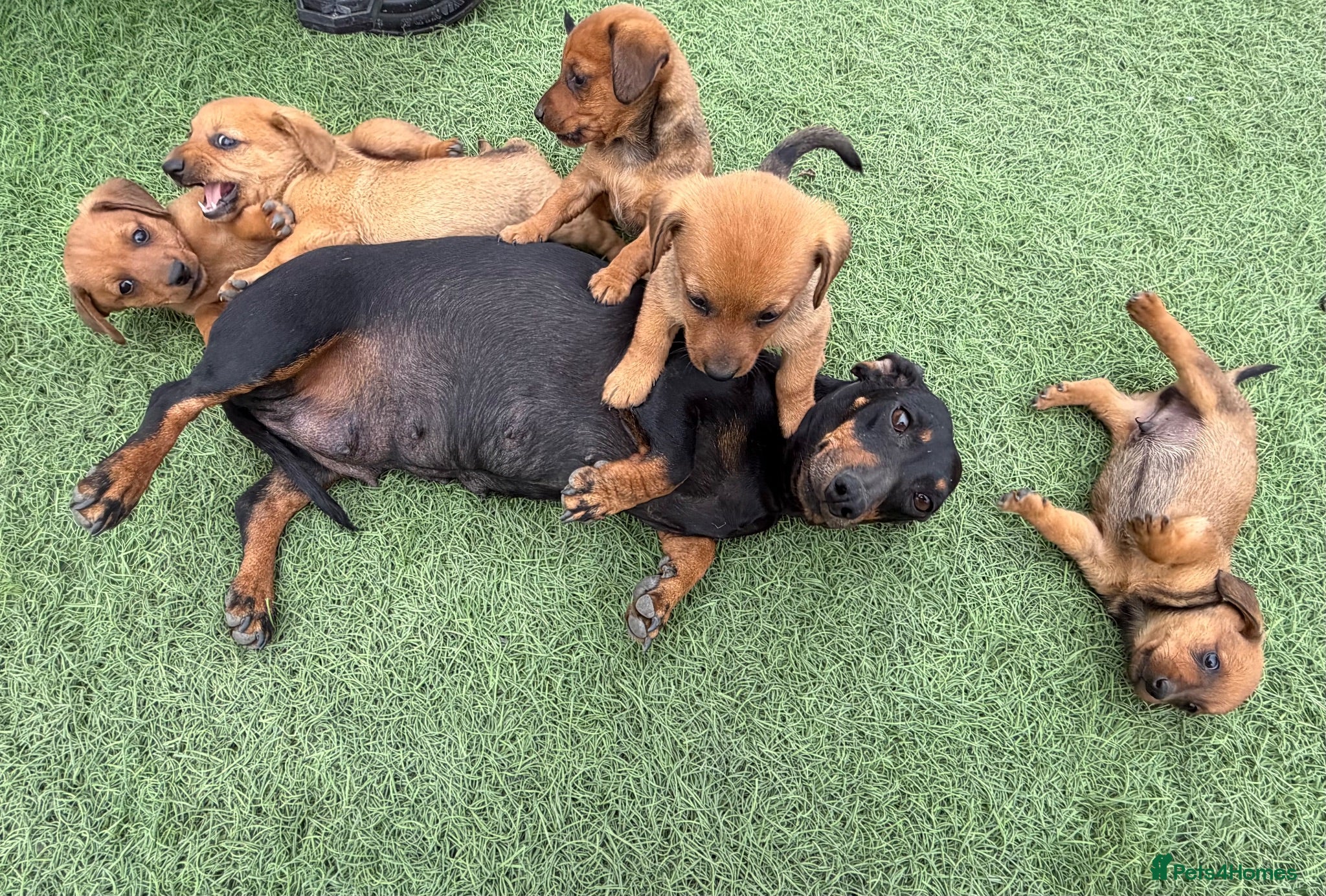 Mixed Breed dogs Dameranian - Advert 1