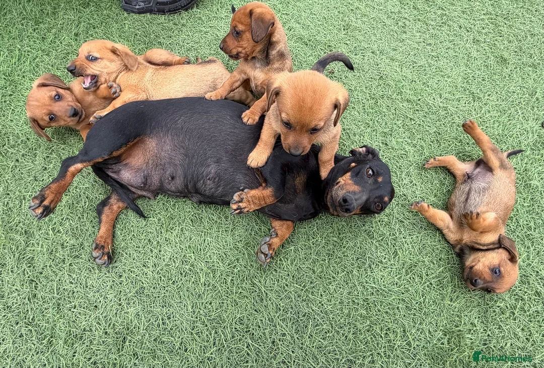 Mixed Breed dogs for sale: Dameranian - Advert 1