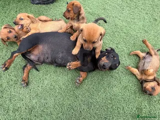 Mixed Breed dogs Dachshund X Pomeranian - Advert 12