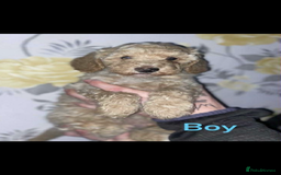 Miniature Poodle dogs for sale: Miniature poodles  - Image 4