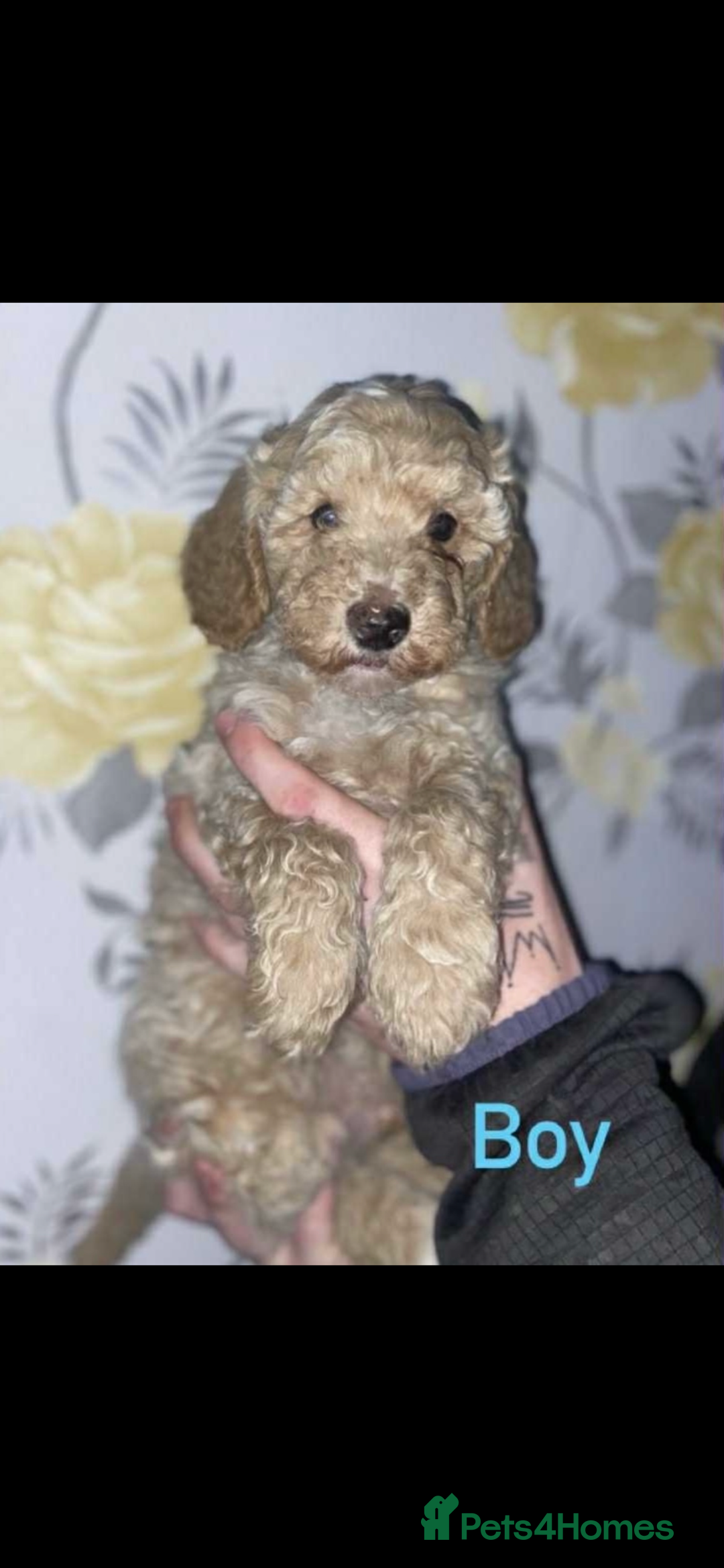 Miniature Poodle dogs for sale: Miniature poodles  - Image 4