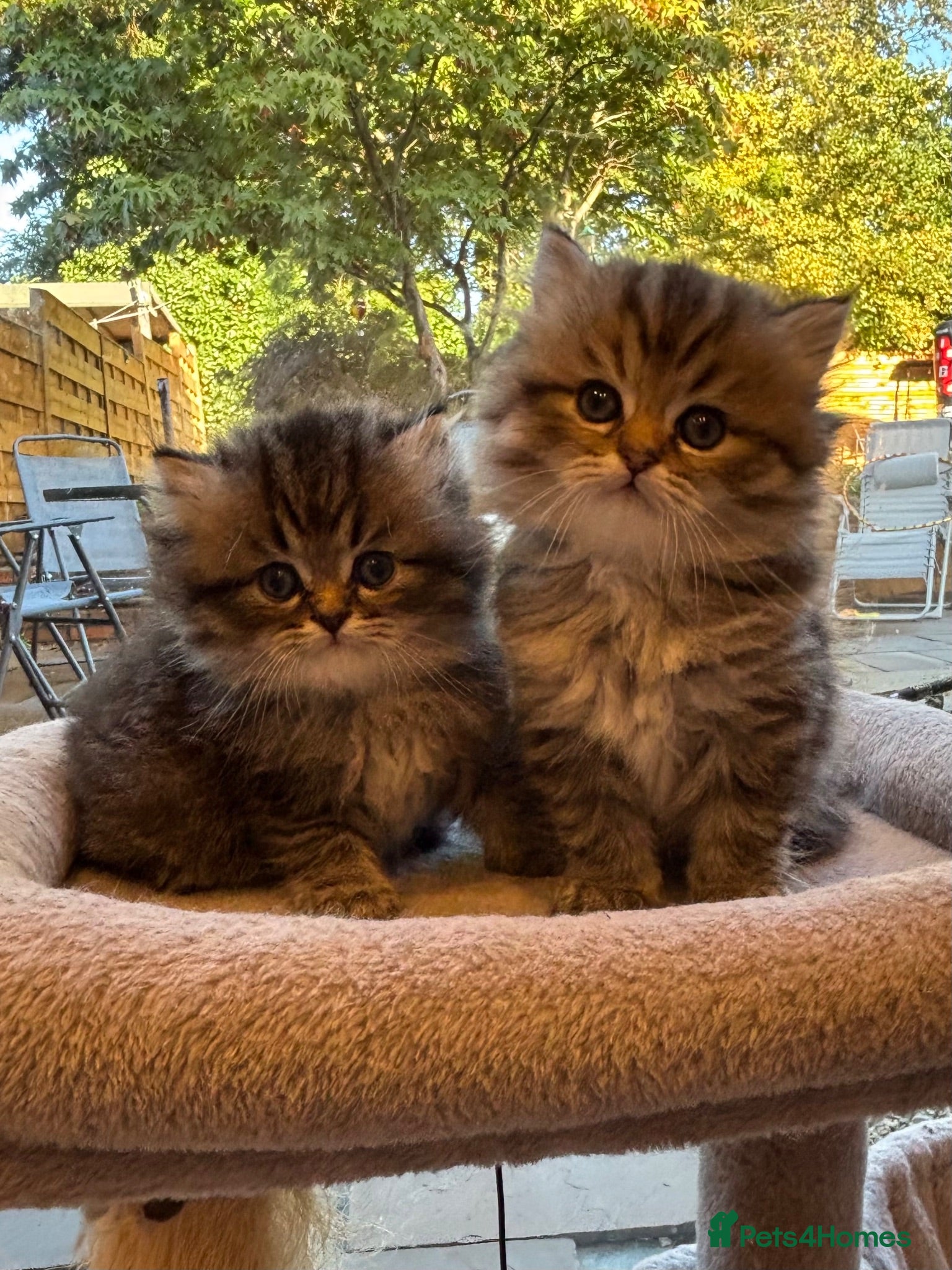 Persian cats for sale: Stunning fluffy purebred Persian kittens   - Advert 1