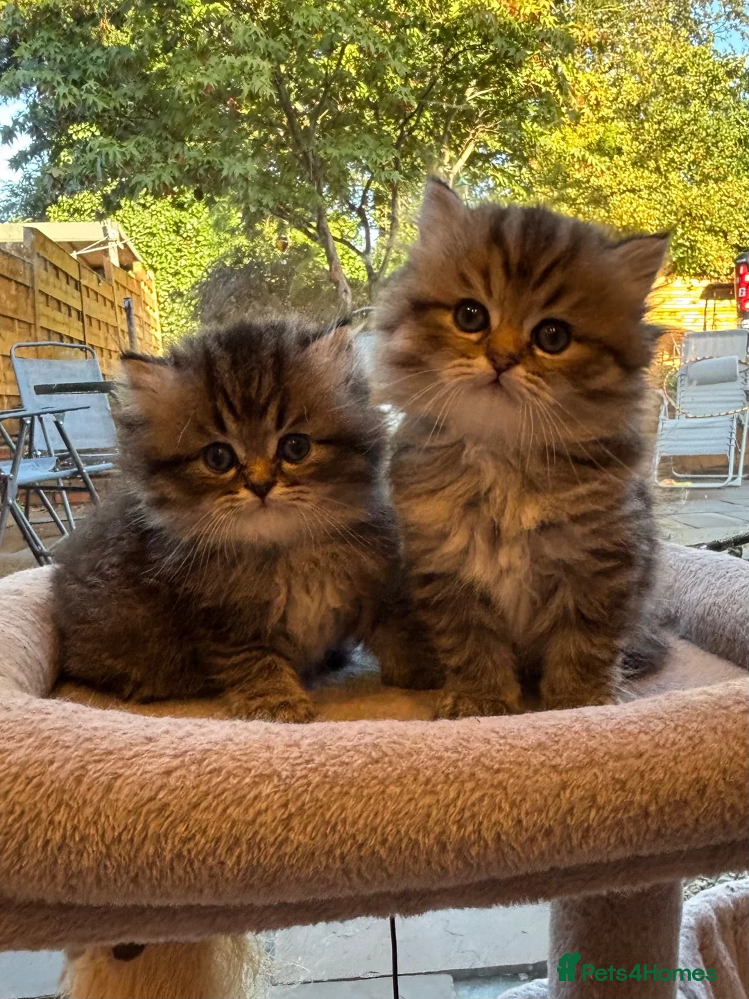 Persian cats for sale: Stunning fluffy purebred Persian kittens   - Advert 1