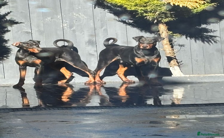 Dobermann dogs for sale - Advert 1