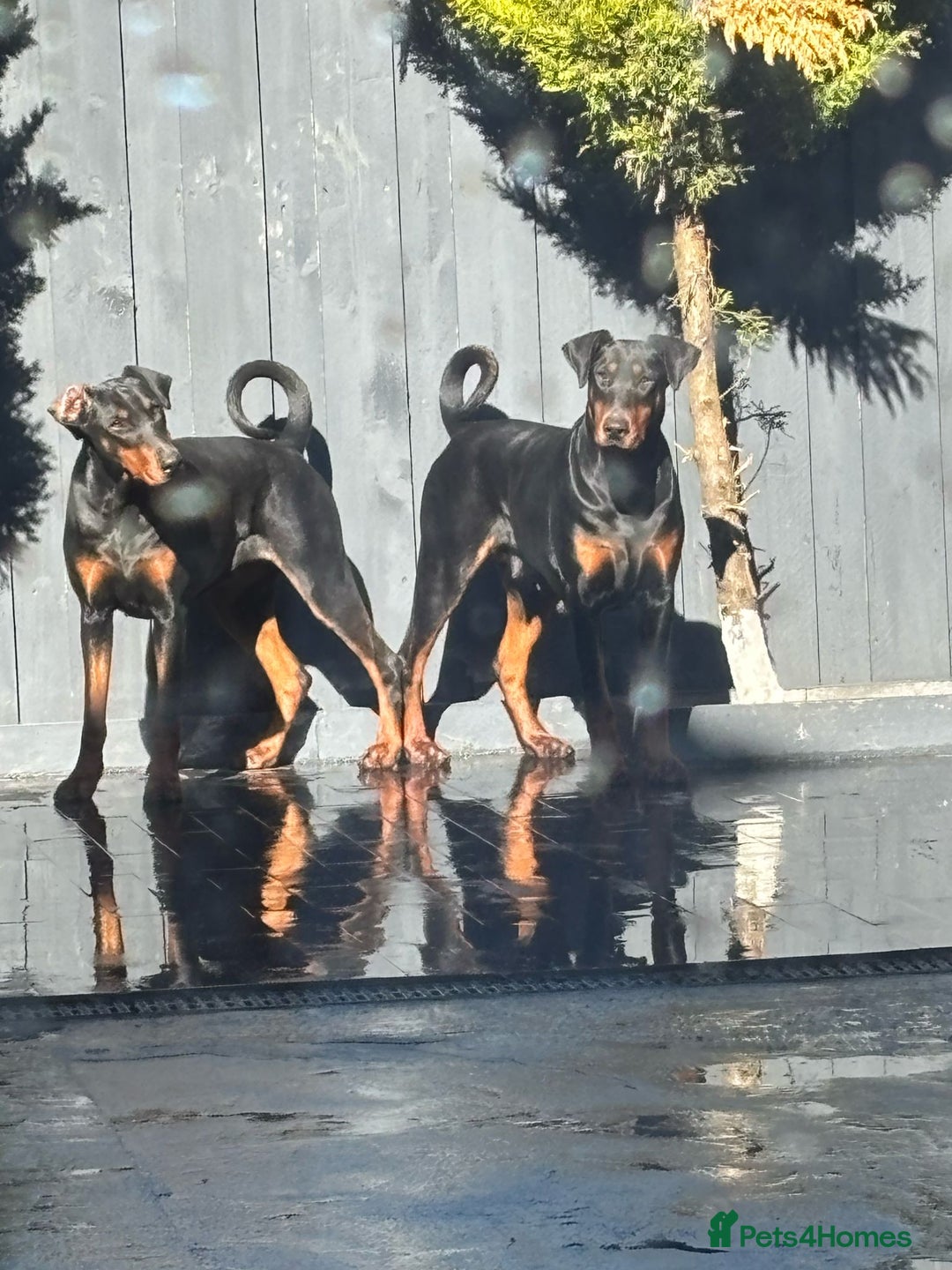 Dobermann dogs for sale: 2 Doberman females  - Image 1