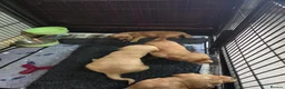 Mixed Breed dogs for sale: Golden Retriever x Cocker Spaniel Females - Advert 7