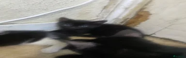 All black cat