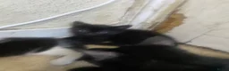 Mixed Breed cats for sale: Black&white kittens with black kittens in London - Advert 6