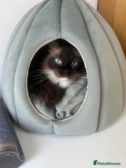 Ragdoll cats 4yr old ragdoll female looking for her new home - Advert 1