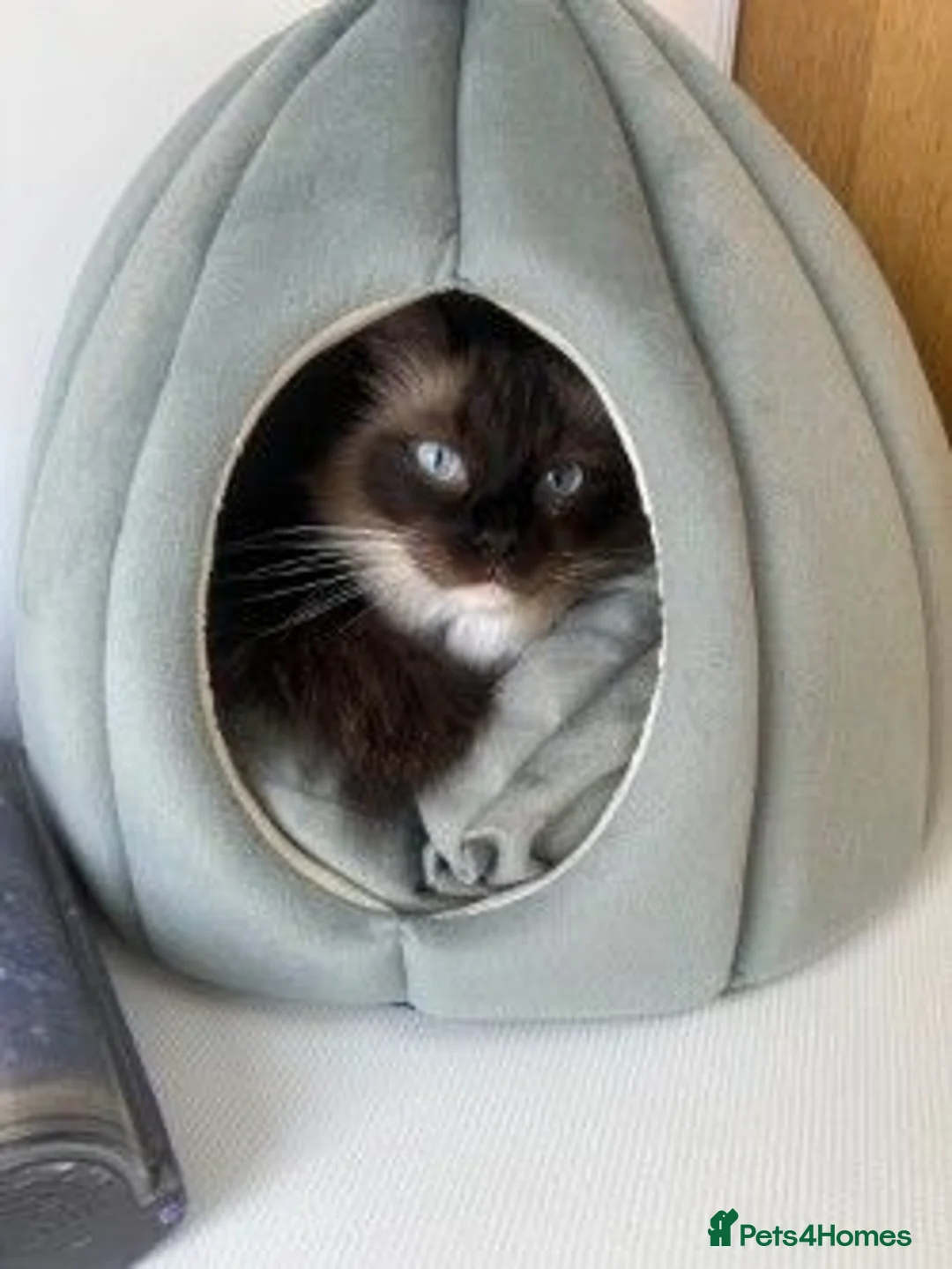 Ragdoll cats for sale: 4yr old ragdoll female looking for her new home - Advert 1