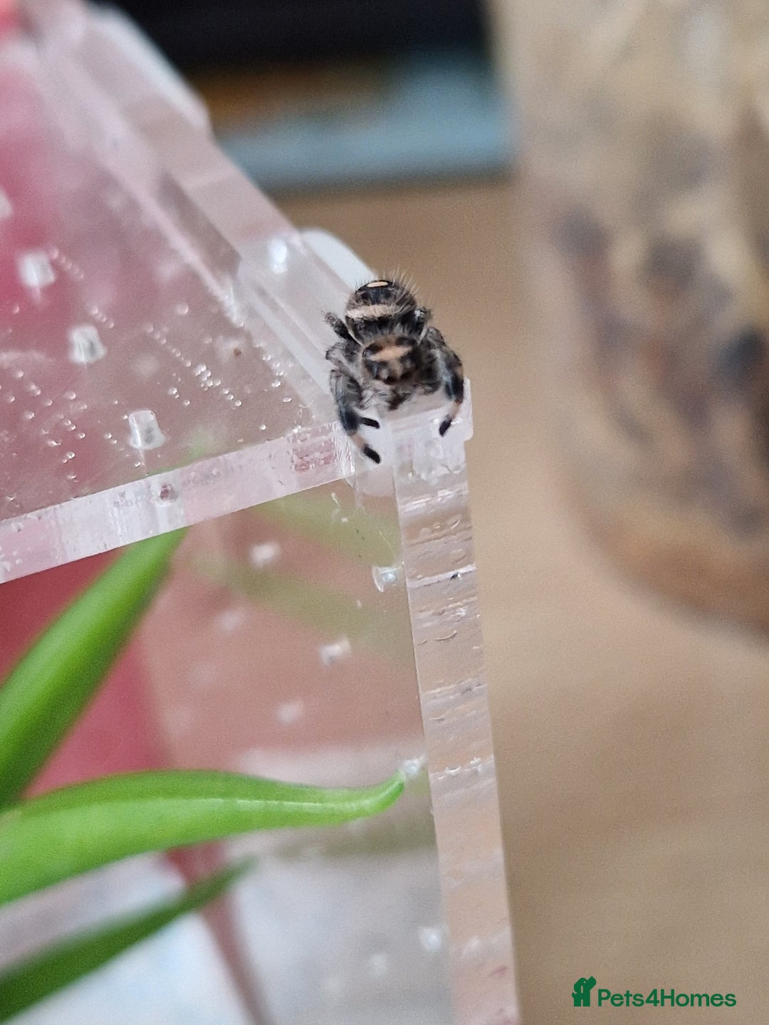 Spiders invertebrates for sale: Jumping spider slings  - Image 5