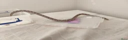 Corn Snake reptiles for sale: corn snake  - Advert 2