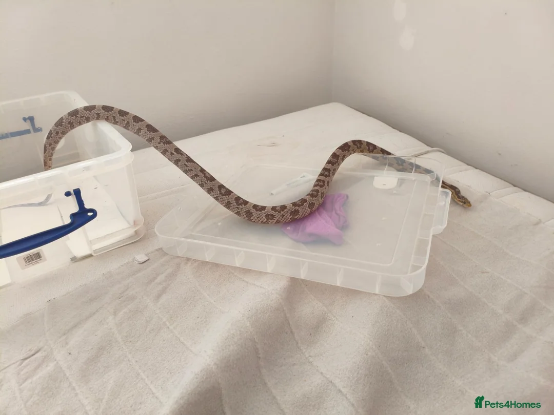 Corn Snake reptiles for sale: corn snake  - Advert 2