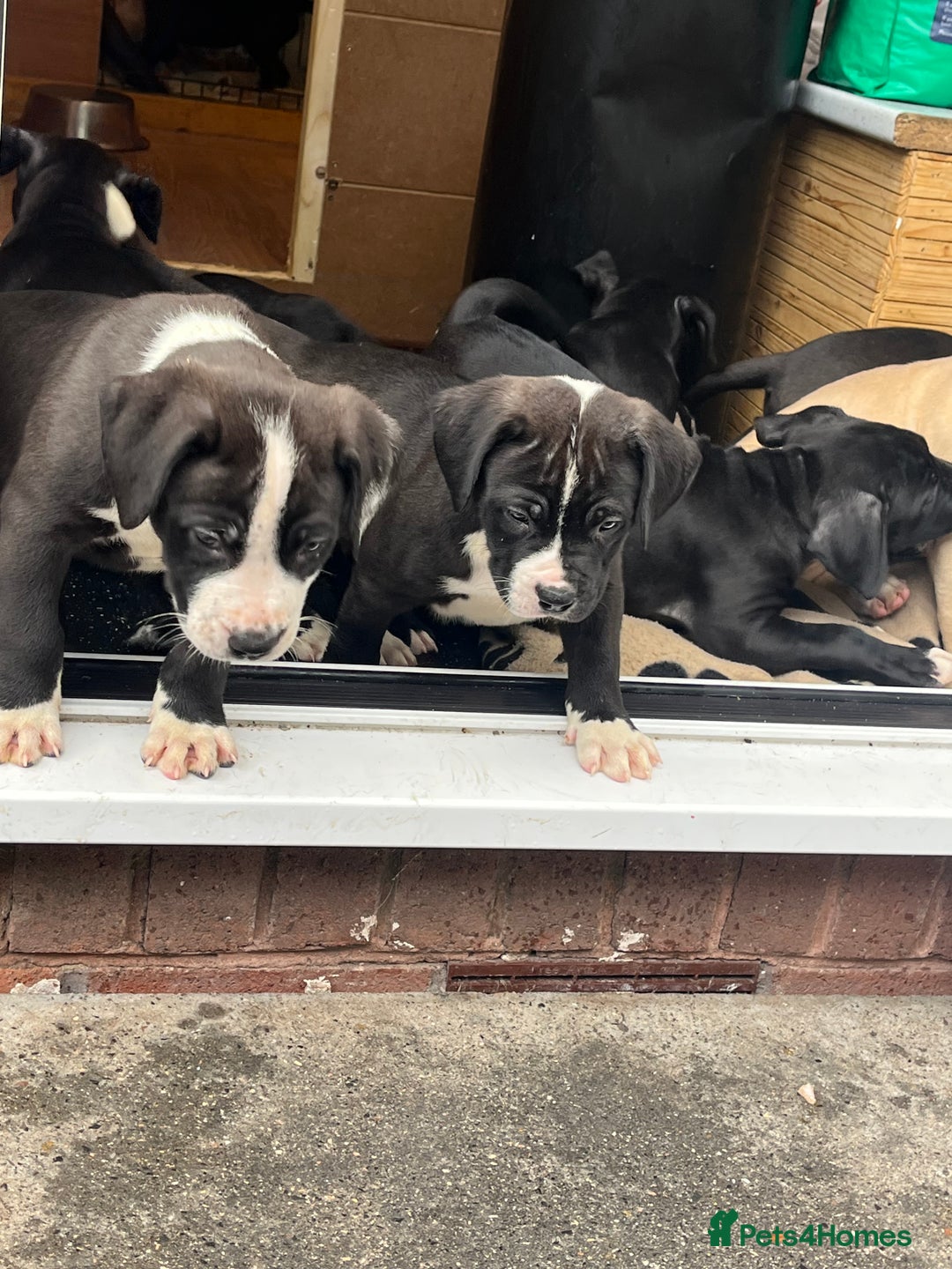 Mixed Breed dogs for sale: Boerboel cross with American bulldog - Advert 9