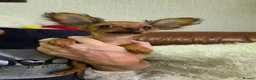 Russian Toy Terrier dogs for sale: Russian Toy  - Advert 1