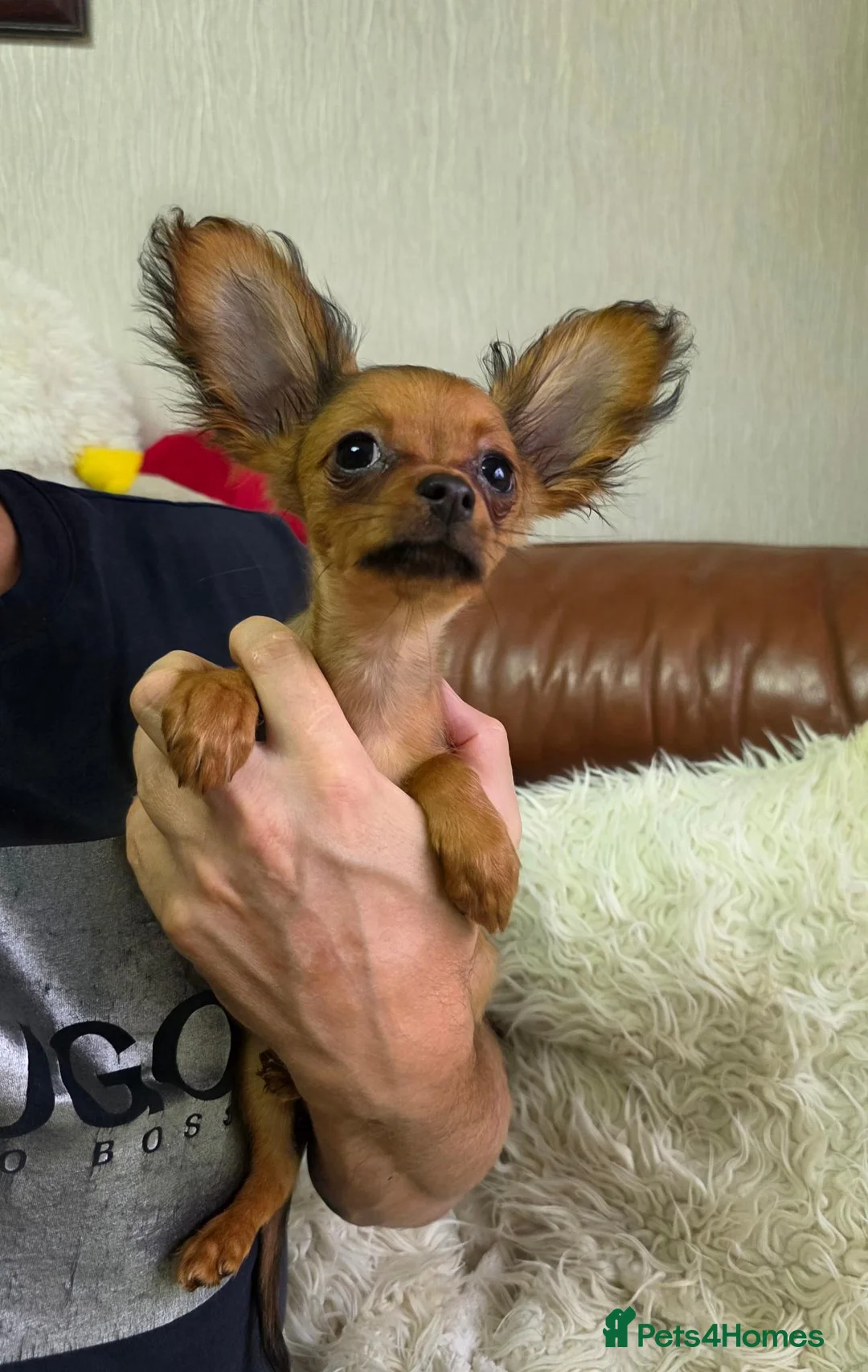 Russian Toy Terrier dogs for sale: Russian Toy  - Advert 1