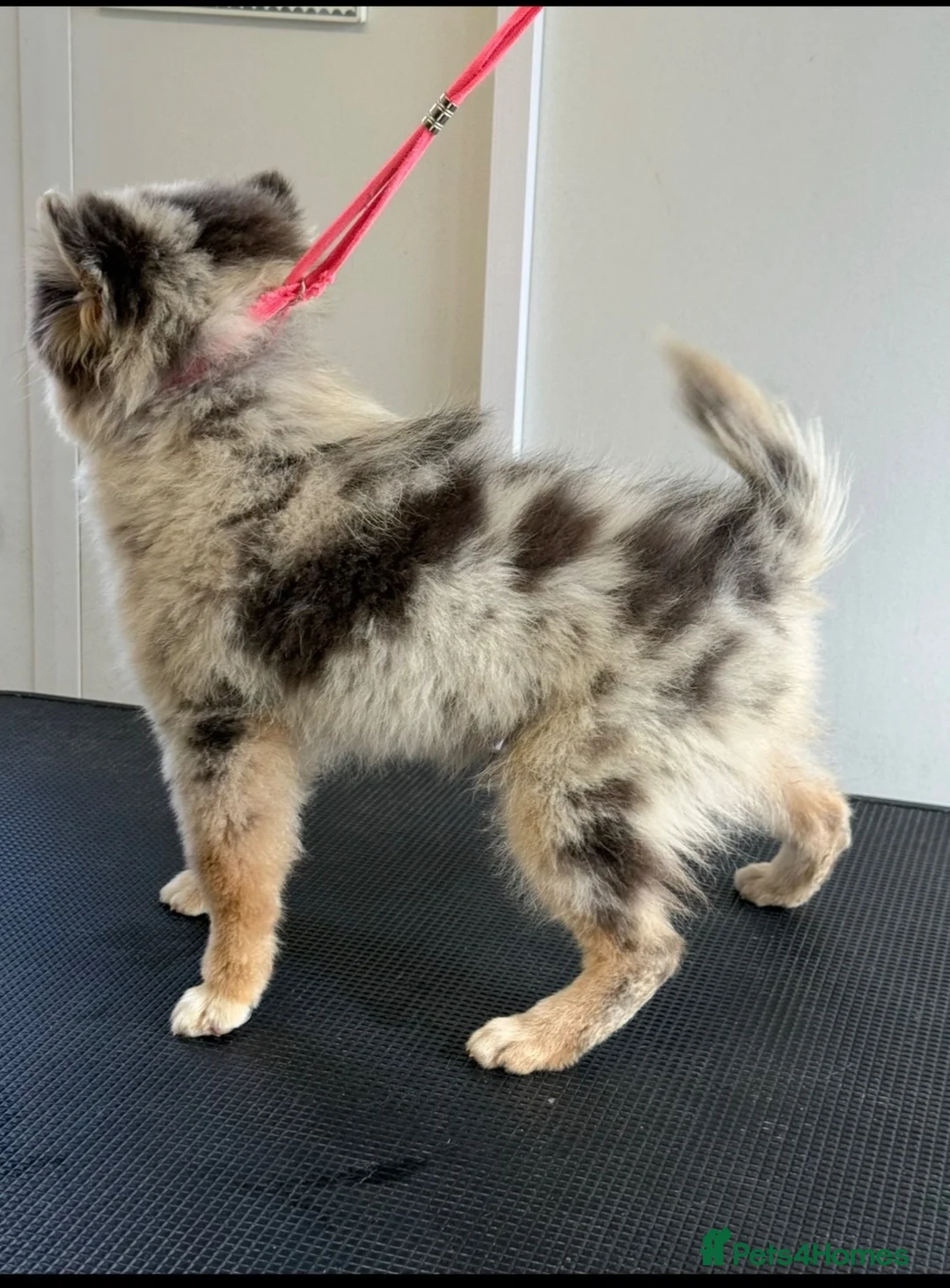 Pomsky dogs for sale: F3 Pomsky Boy - Advert 2