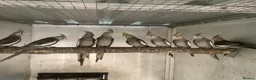 Cockatiels birds for sale:  2026 Young cockatiels, Plus breeding pair - Advert 8