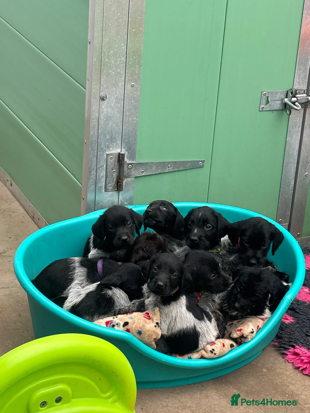 German Wirehaired Pointer dogs for sale: Stunning German wire hairs pointers  - Advert 2
