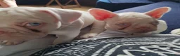 French Bulldog dogs for sale: Health clear French Bulldog puppies visual pink - Advert 6