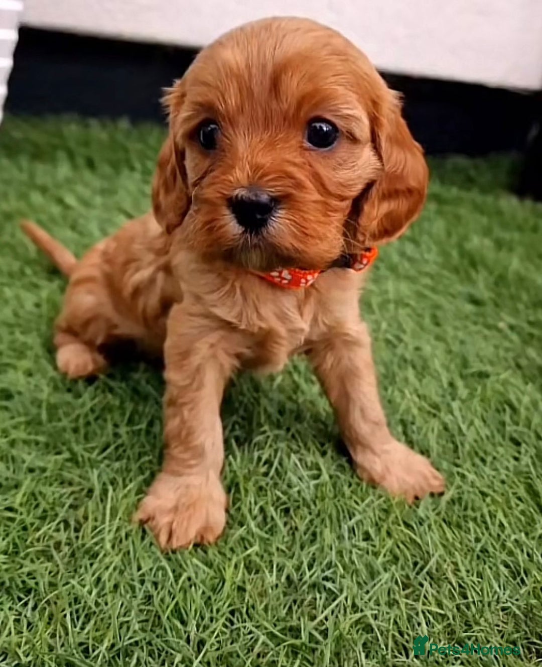 Cavapoo dogs for sale: Cavapoo puppies - Image 4
