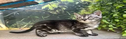 Bengal cats for sale: Stunning full marbled Bengal - Advert 27