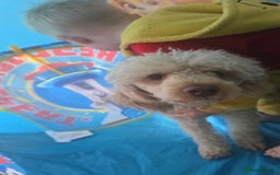 Cockapoo dogs for sale: Beautiful cockerpoos  - Image 14