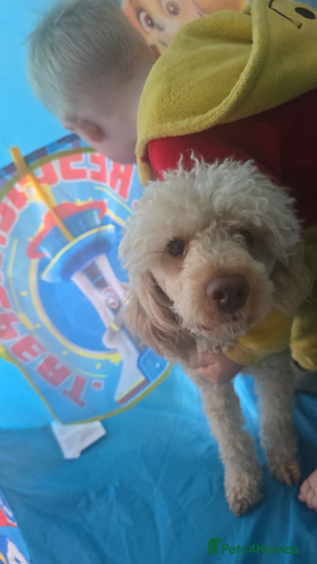 Cockapoo dogs for sale: Beautiful cockerpoos  - Image 14