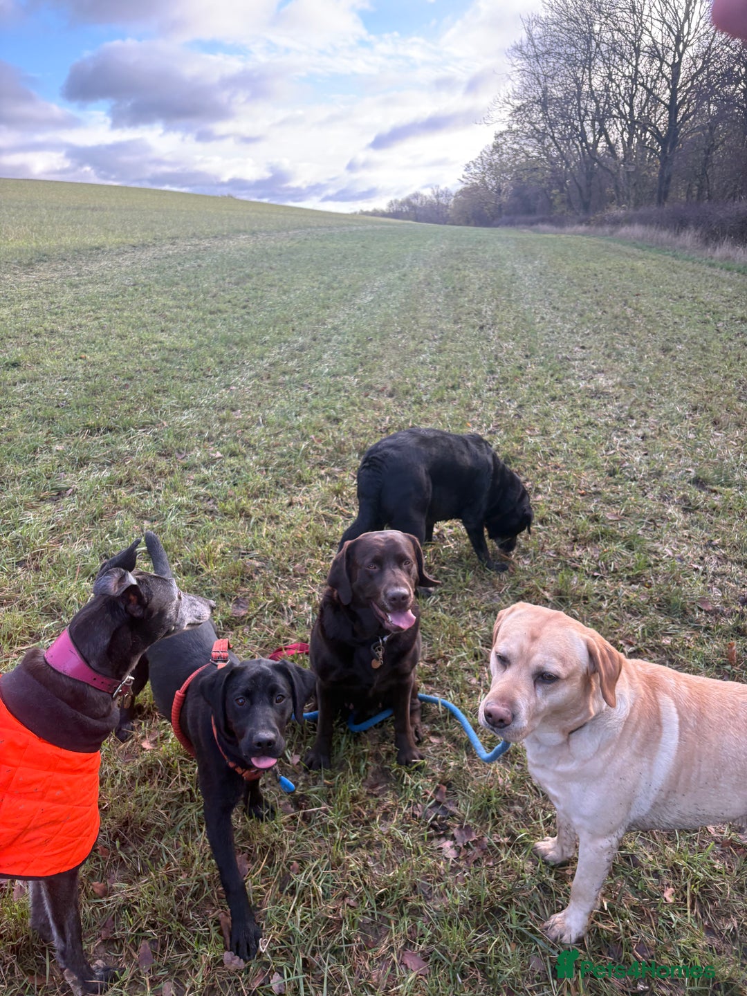 Labrador Retriever dogs for sale: Beautiful 7 month old Labrador  - Advert 4