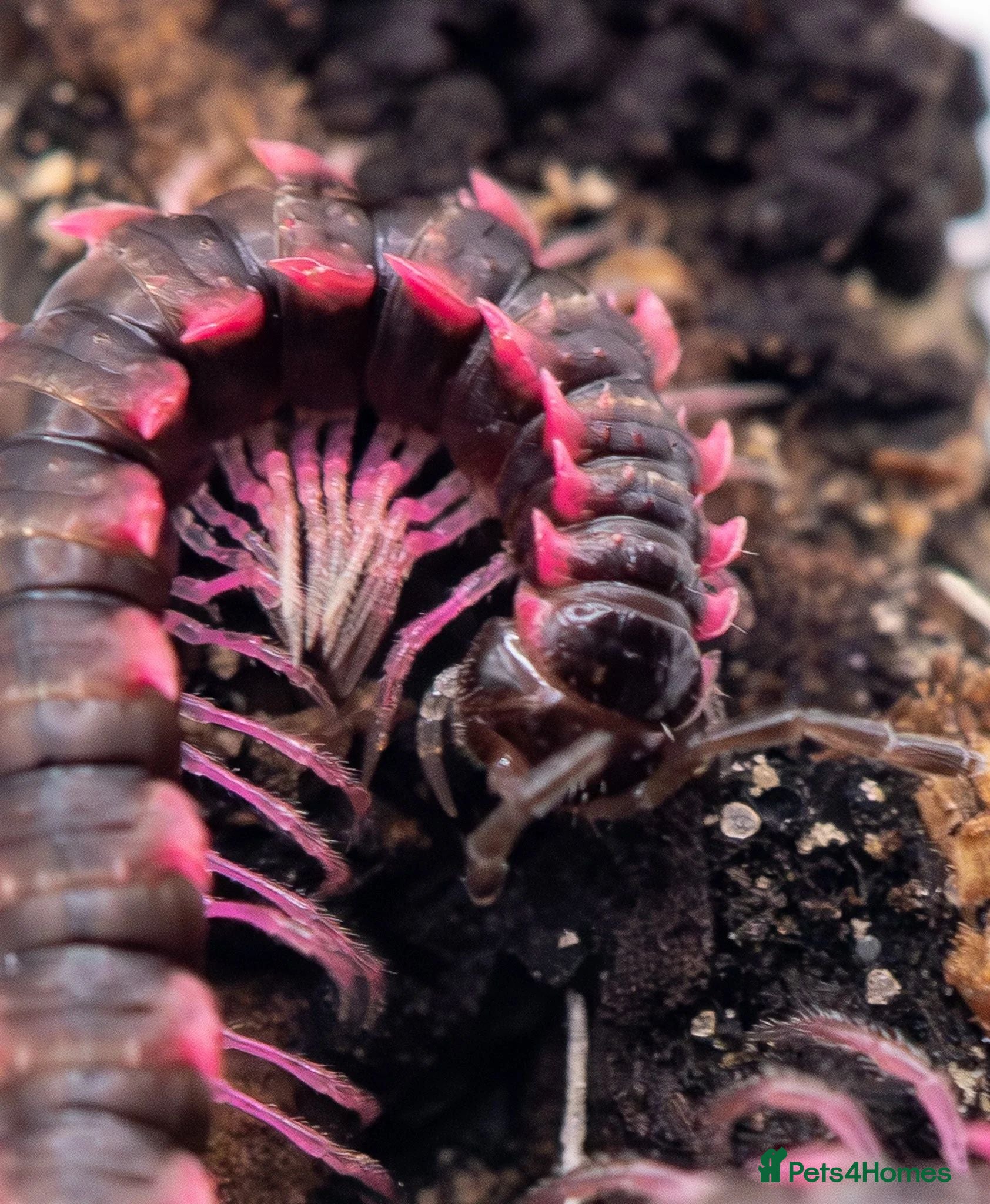 Millipedes invertebrates Pink Dragon Millipedes For Sale - Advert 1